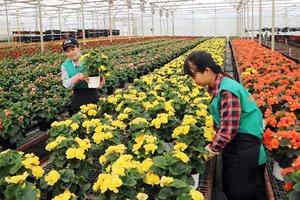 Trồng hoa chậu công nghệ cao tại Công ty Dalat Hasfarm. Ảnh: ĐOÀN SƠN