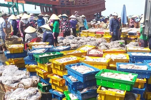  Lên hàng hải sản tại cảng cá Phước Tỉnh (huyện Long Điền)