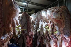 Điều tra vụ tàng trữ thịt nhiễm dịch tả heo châu Phi 