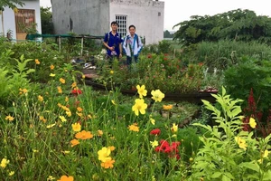 Một số bạn trẻ tình nguyện biến khu đất nhếch nhác ở khu phố 4 phường Tăng Nhơn Phú A, quận 9 thành khu vực trồng hoa đầy màu sắc. Ảnh: NGUYỄN THƯƠNG 