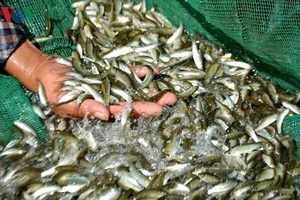 Cần cấm đánh bắt thủy sản trong mùa sinh sản
