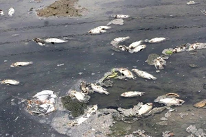 Cá chết nổi trắng mặt sông Tô Lịch