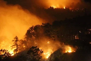 Khởi tố đối tượng gây ra vụ cháy 150ha rừng trồng tại Phú Yên