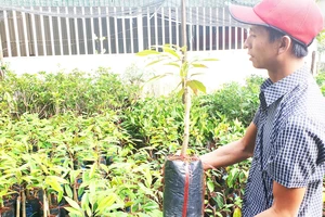 Mặc dù chưa được kiểm nghiệm nhưng những năm gần đây sầu riêng Musang King được nhiều người dân lựa chọn trồng