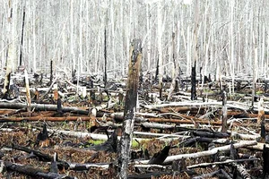 Phá rừng được xem là một trong các nguyên nhân chính gây biến đổi khí hậu