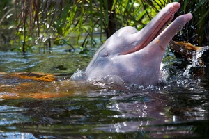 Cá heo vùng Amazon bị nhiễm thủy ngân