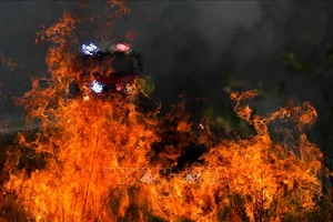  Cháy rừng gần Taree, bang New South Wales, Australia ngày 11-11-2019. Ảnh: TTXVN