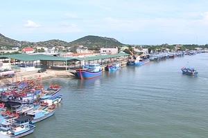 Cảnh cáo giám đốc cảng cá và khu neo đậu tránh trú bão Bạc Liêu