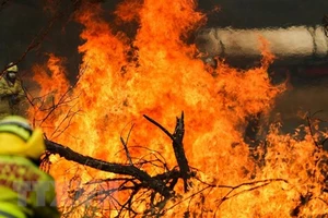 Các đám cháy rừng bùng phát dữ dội tại New South Wales, Australia. Ảnh: TTXVN