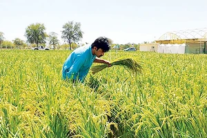 Hàn Quốc trồng lúa thành công ở vùng sa mạc