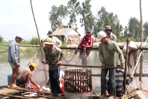Thu hoạch cá tra ở An Giang 