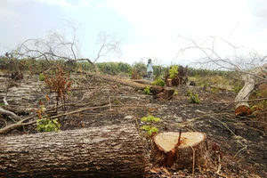 Hàng loạt cây rừng thuộc tiểu khu 302A, Khu BTTN Tà Cú bị các đối tượng đầu độc và triệt hạ