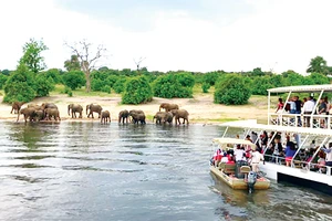 Nhờ động vật hoang dã để thu hút khách du lịch