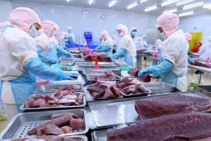 Chế biến sản phẩm cá ngừ đại dương xuất khẩu tại nhà máy của Công ty Cổ phần Bá Hải (Phú Yên). Ảnh: TTXVN