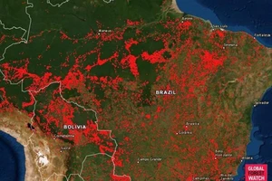 Năm 2020, Brazil có số vụ cháy rừng kỷ lục