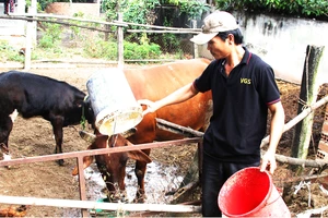Anh Lê Đình Luận (bố của Lân) chăm sóc hai con bò để lo tiền ăn học cho con trai ở TPHCM