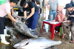  Kiểm tra, bảo quản cá ngừ trước khi chế biến xuất khẩu