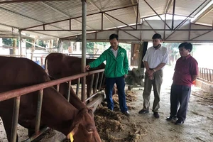 Hà Tĩnh: Hơn 500 con gia súc bị nhiễm bệnh viêm da nổi cục