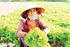 Người trồng rau ở xã Nghĩa Dũng (TP Quảng Ngãi) cắt bỏ rau xà lách quá lứa. Ảnh: NGUYỄN TRANG