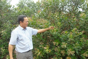 Vườn điều đạt chuẩn organic, không sử dụng thuốc trừ sâu của ông Dụng Quý Đông ở huyện Đồng Phú, tỉnh Bình Phước
