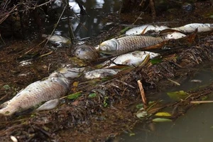 Nghệ An: Cá chết bất thường trên sông Con