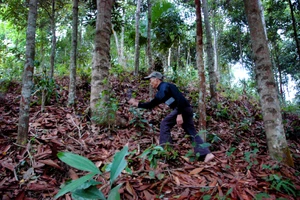 Quảng Ngãi: Phục hồi rừng quế bản địa của người Cor
