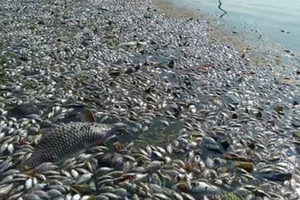 Cá chết hàng loạt ở thượng nguồn sông Sài Gòn