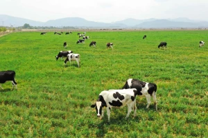 Bình Phước: Xây dựng chuỗi liên kết chăn nuôi bền vững phục vụ xuất khẩu