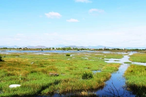 Ruộng đồng của người dân thôn Huỳnh Giản Bắc (xã Phước Hòa, huyện Tuy Phước, Bình Định) phải bỏ hoang vì nhiễm mặn nghiêm trọng. Ảnh: NGỌC OAI 