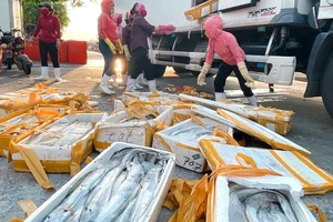 Cá hố bị trả về Cảnh Dương, bán lại với giá chỉ 5.000 đồng/kg