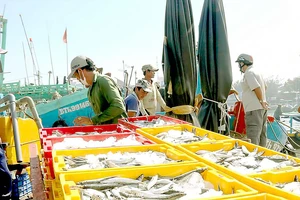 Nghề khai thác hải sản ở Bình Thuận vẫn cơ bản ổn định