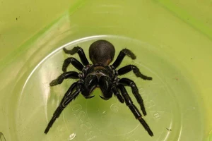 Một nhóm nhà khoa học tại Australia đang nghiên cứu khả năng dùng nọc độc của nhện mạng phễu
