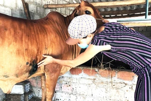 Người dân ở xã Phổ Châu (thị xã Đức Phổ, Quảng Ngãi) nỗ lực chăm sóc bò bị bệnh viêm da nổi cục. Ảnh: XUÂN HUYÊN