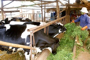 ĐBSCL: Người nuôi bò sữa lao đao vì không bán được sữa 