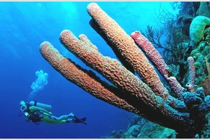 Một trong số các rạn san hô ở khu vực Caribbean