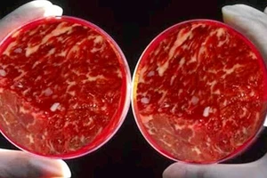 Nuôi cấy tế bào tạo thịt