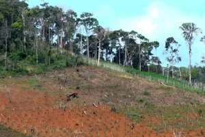 Đắk Nông: Xử lý doanh nghiệp san ủi, lấn chiếm đất rừng
