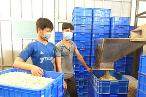 Công nhân làm việc tại cơ sở chế biến hạt điều Công Hậu, xã Phước Minh, huyện Bù Gia Mập