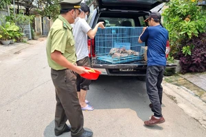 Giải cứu 5 cá thể rùa quý hiếm nuôi nhốt trái phép trong nhà dân ở TP Huế