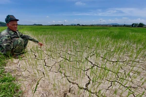 Ruộng lúa hè thu ở xã Hương Thủy (Hương Khê, Hà Tĩnh) bị khô nứt nẻ. Ảnh: DƯƠNG QUANG