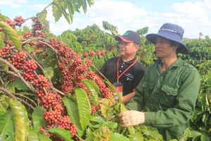 Hỗ trợ nông dân canh tác cà phê bền vững