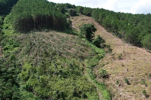 Rừng tại tiểu khu 274A, lâm phần do Ban Quản lý rừng phòng hộ Lâm Hà quản lý (xã Gia Lâm, huyện Lâm Hà, Lâm Đồng) tiếp tục bị cưa hàng trăm cây thông 