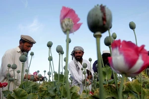 Nông dân làm việc tại một cánh đồng anh túc ở tỉnh Jalalabad, Afghanistan. Ảnh: REUTERS