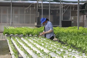  Sản xuất rau sạch là một trong những sản phẩm OCOP chủ lực của huyện Cần Đước, tỉnh Long An