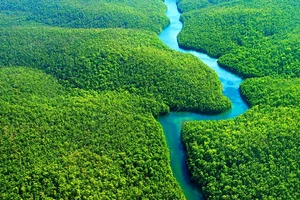 Cần cấp bách bảo vệ rừng Amazon