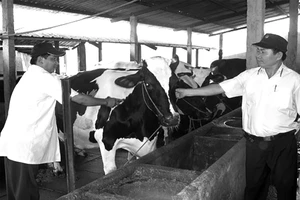 Chính sách đặc thù hỗ trợ chi phí tiêm phòng vaccin cho đàn gia súc, chó, mèo trên địa bàn TPHCM