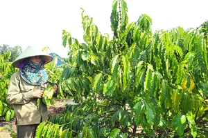 Nhờ áp dụng giống chất lượng cao và khoa học kỹ thuật trong chăm sóc, vườn cà phê của bà Trần Thị Đềm (xã Đắk Mar) xanh tốt