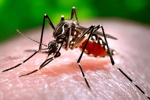 Cảnh báo muỗi gây sốt xuất huyết kháng hóa chất