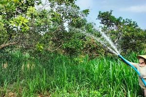 Người dân xã Xuân Thọ, huyện Xuân Lộc phải khoan giếng lấy nước tưới cho cây trồng