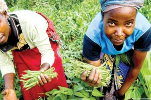 Nông dân Kenya thu hoạch đậu côve bán cho WFP